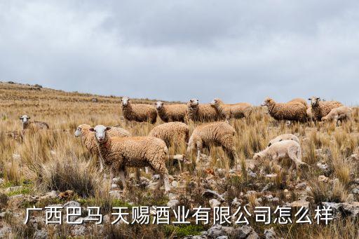 廣西巴馬 天賜酒業(yè)有限公司怎么樣