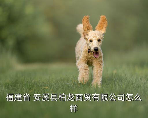 福建省 安溪縣柏龍商貿(mào)有限公司怎么樣