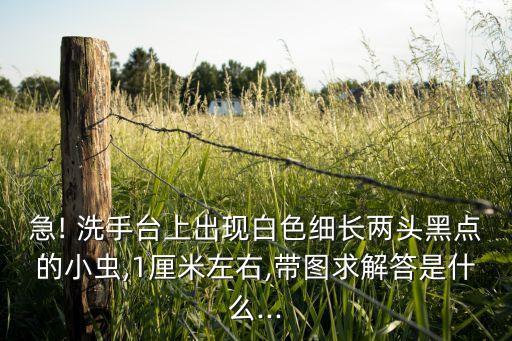 急! 洗手臺(tái)上出現(xiàn)白色細(xì)長兩頭黑點(diǎn)的小蟲,1厘米左右,帶圖求解答是什么...