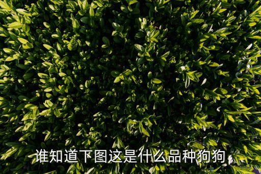 誰知道下圖這是什么品種狗狗