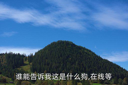 誰能告訴我這是什么狗,在線等