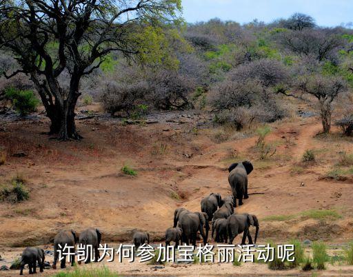 許凱為何參加寶格麗活動(dòng)呢