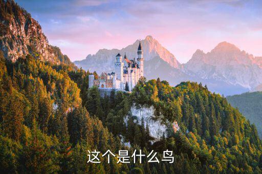 這個是什么鳥