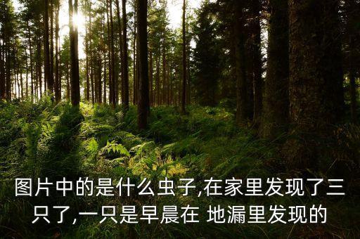 圖片中的是什么蟲子,在家里發(fā)現(xiàn)了三只了,一只是早晨在 地漏里發(fā)現(xiàn)的