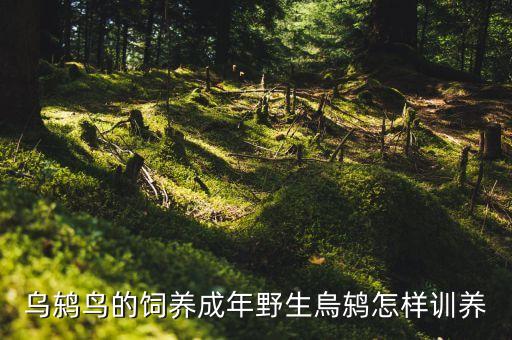烏鶇多久換毛衛(wèi)浴圖片,烏鶇幼鳥多久換毛